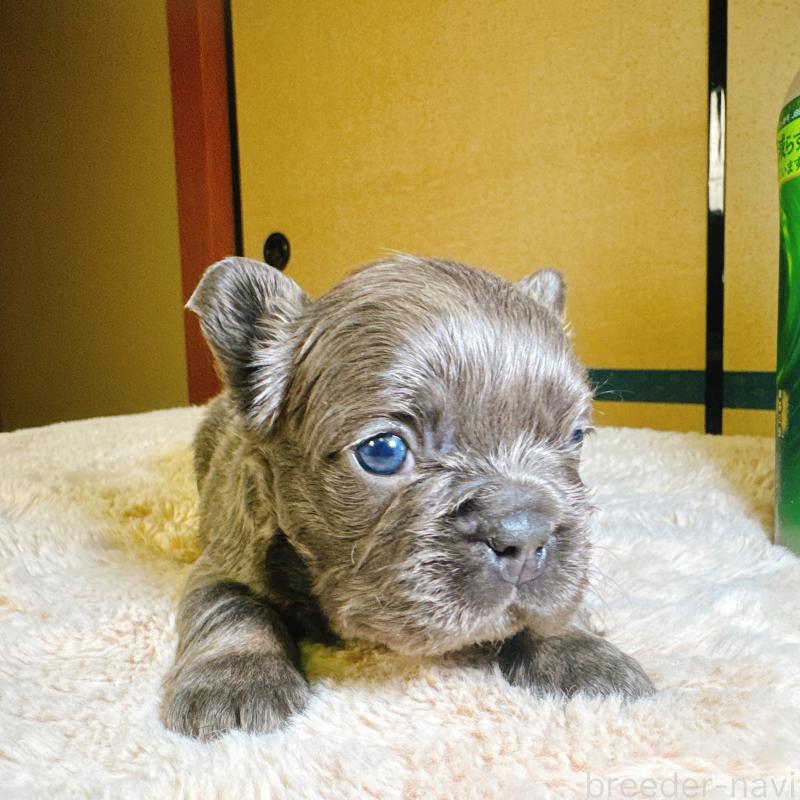 販売中の奈良県のフレンチブルドッグ-451376の8枚目