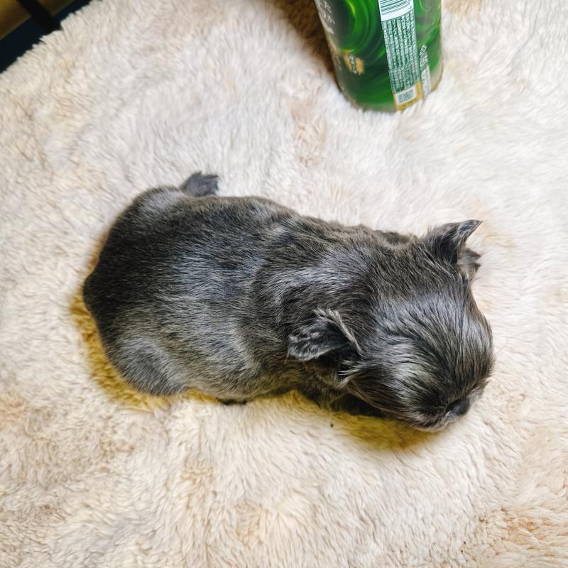 販売中の奈良県のフレンチブルドッグ-451376の7枚目