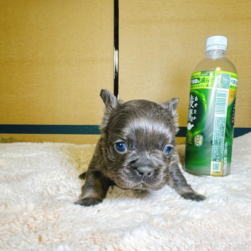 販売中の奈良県のフレンチブルドッグ-451376の6枚目