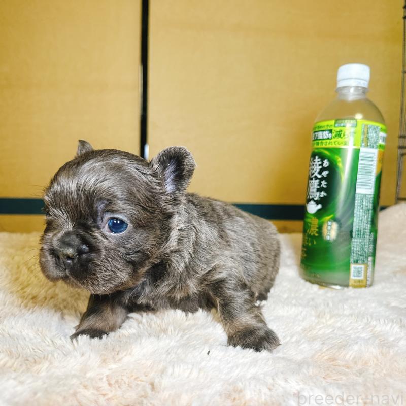 販売中の奈良県のフレンチブルドッグ-451376の4枚目