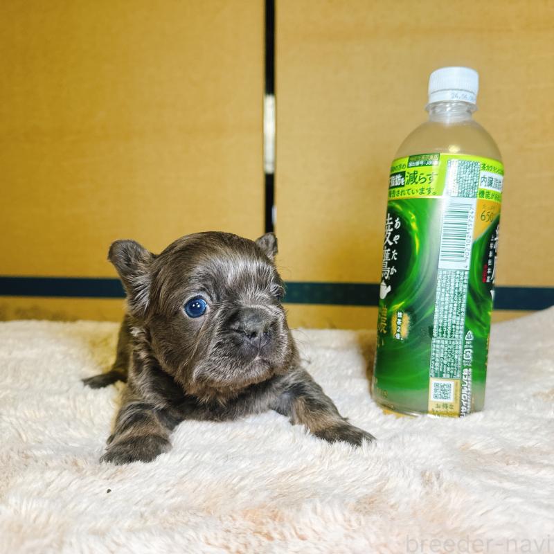 販売中の奈良県のフレンチブルドッグ-451376の3枚目