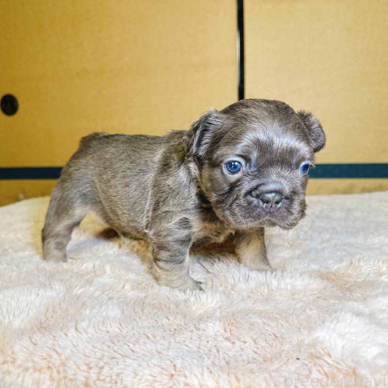 販売中の奈良県のフレンチブルドッグ-451378の17枚目