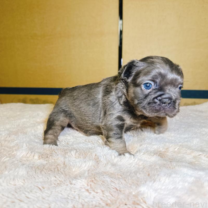 販売中の奈良県のフレンチブルドッグ-451378の16枚目