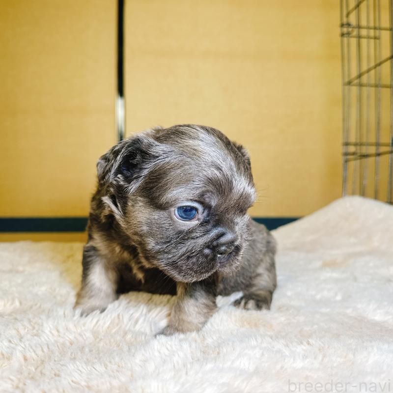 販売中の奈良県のフレンチブルドッグ-451378の14枚目