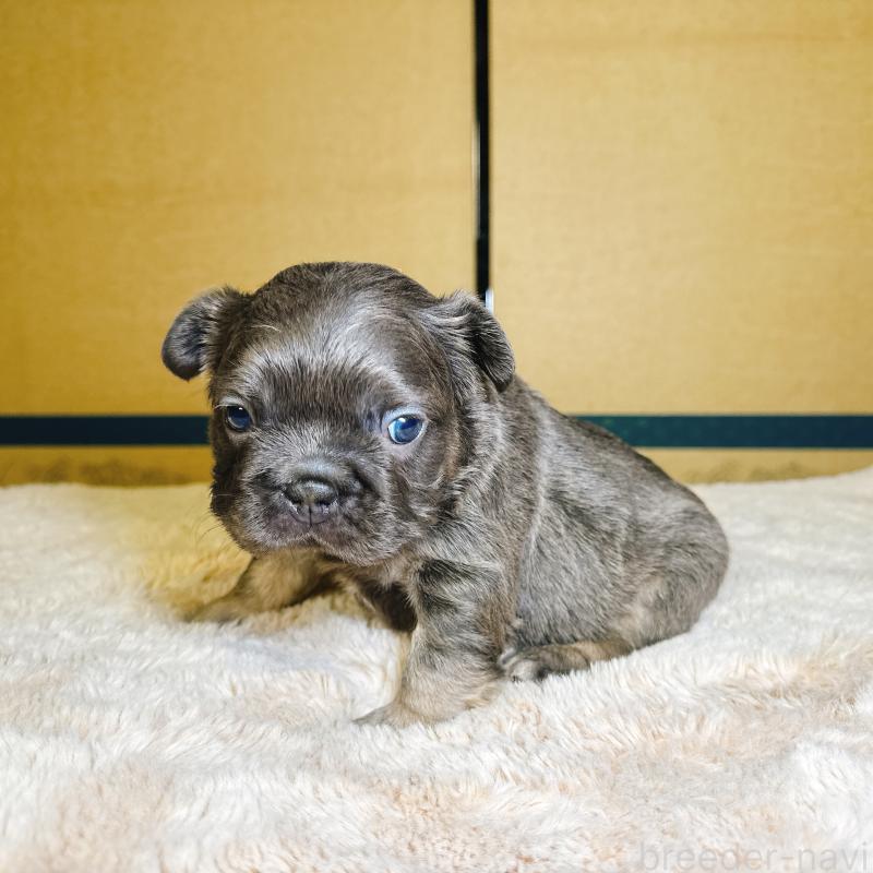 販売中の奈良県のフレンチブルドッグ-451378の13枚目