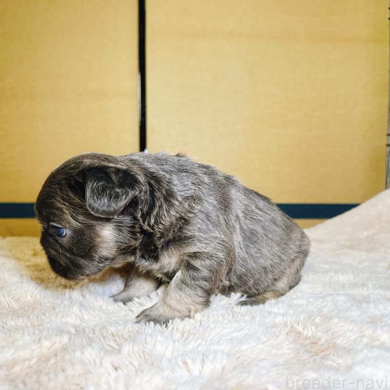 販売中の奈良県のフレンチブルドッグ-451378の11枚目