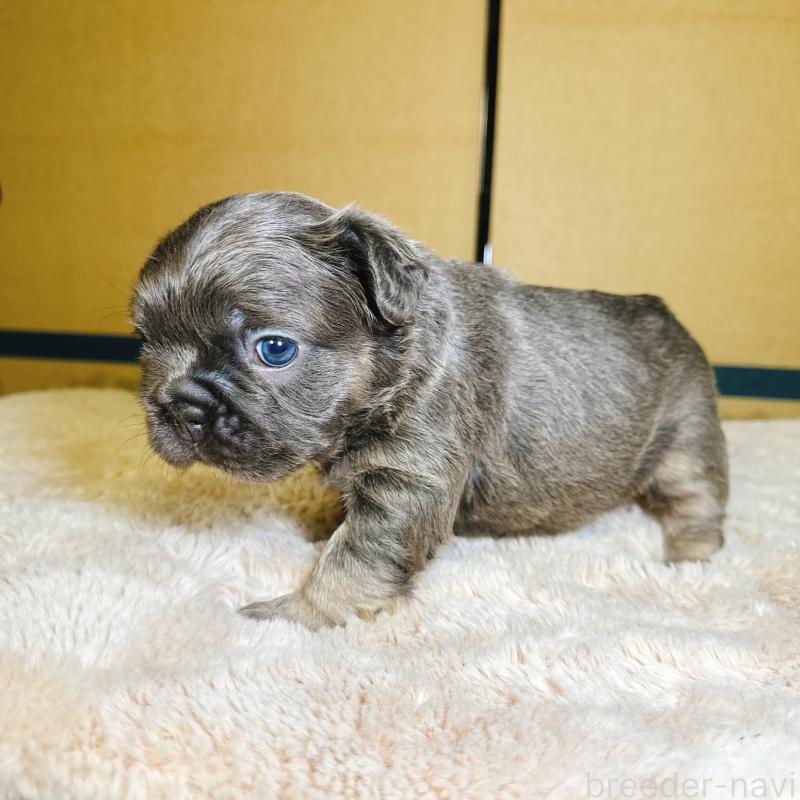 販売中の奈良県のフレンチブルドッグ-451378の9枚目