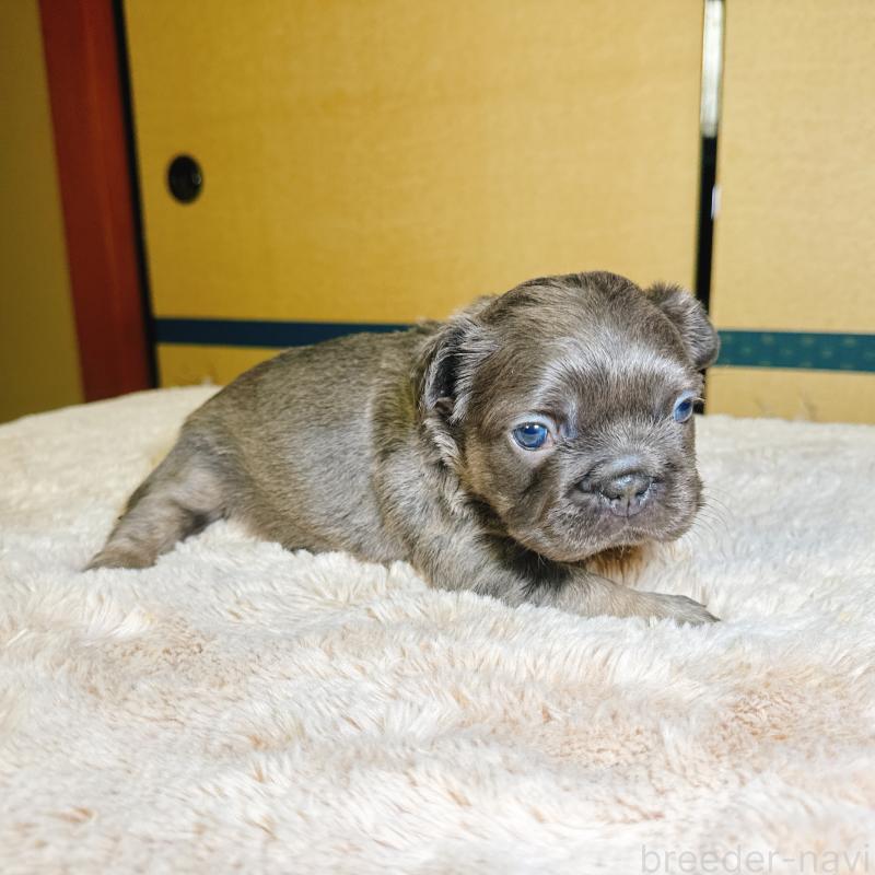 販売中の奈良県のフレンチブルドッグ-451378の8枚目