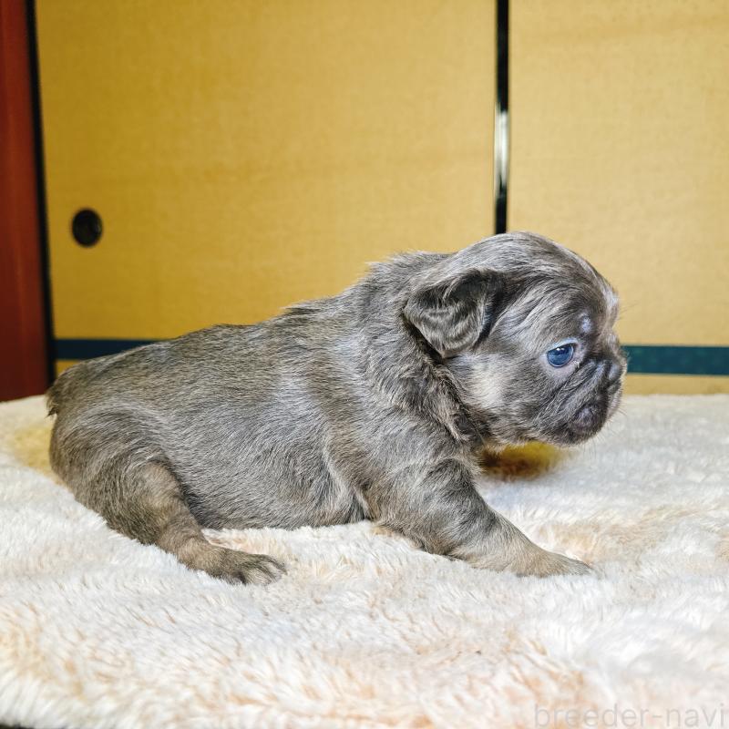 販売中の奈良県のフレンチブルドッグ-451378の3枚目
