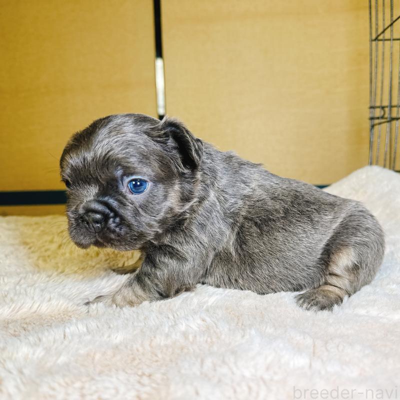 販売中の奈良県のフレンチブルドッグ-451378の2枚目