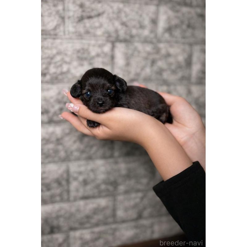 販売中の茨城県のチワプー:チワワ×トイプードル-451379の3枚目