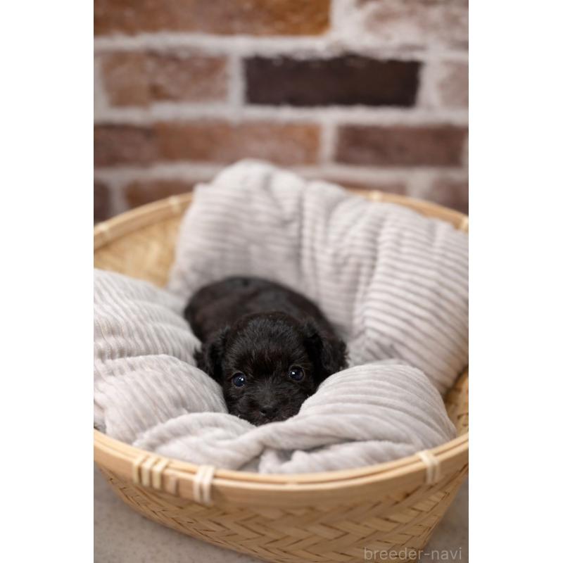 販売中の茨城県のチワプー:チワワ×トイプードル-451379の2枚目