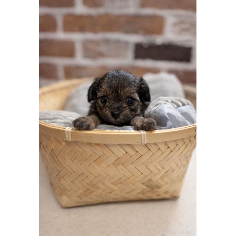 販売中の茨城県のチワプー:チワワ×トイプードル-451380の3枚目