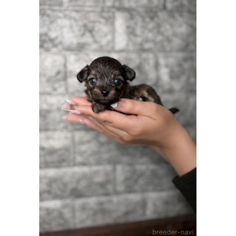 販売中の茨城県のチワプー:チワワ×トイプードル-451380の2枚目