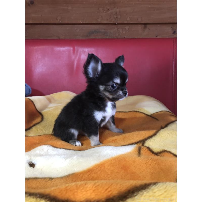 販売中の兵庫県のチワワ(ロングコート)-451390の8枚目