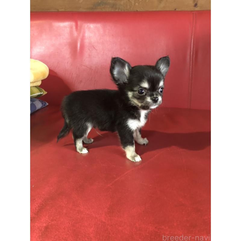 販売中の兵庫県のチワワ(ロングコート)-451390の7枚目