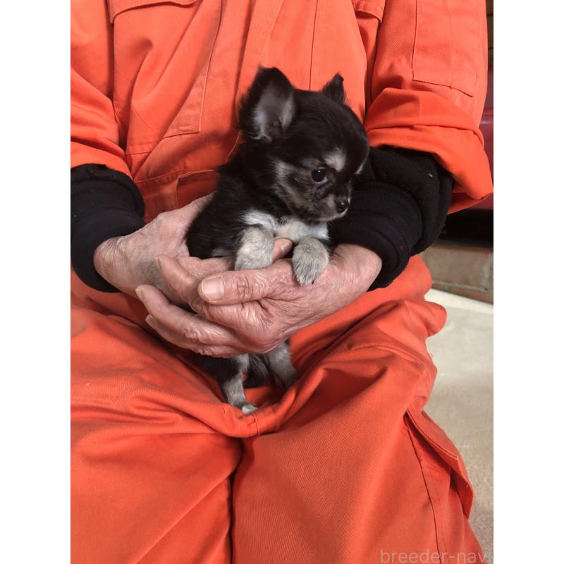 販売中の兵庫県のチワワ(ロングコート)-451390の6枚目