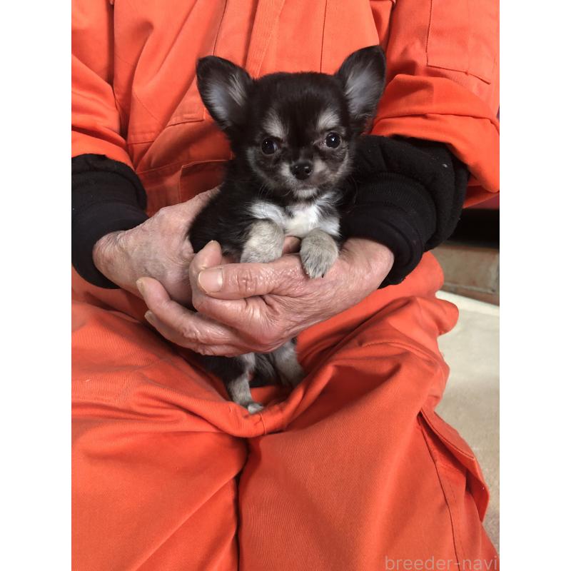 販売中の兵庫県のチワワ(ロングコート)-451390の5枚目