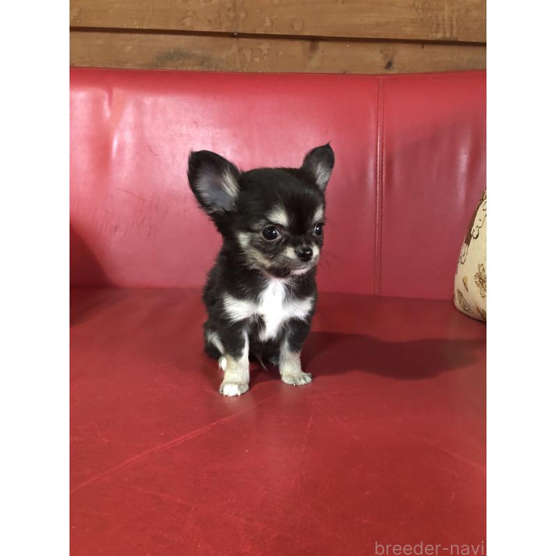 販売中の兵庫県のチワワ(ロングコート)-451390の4枚目