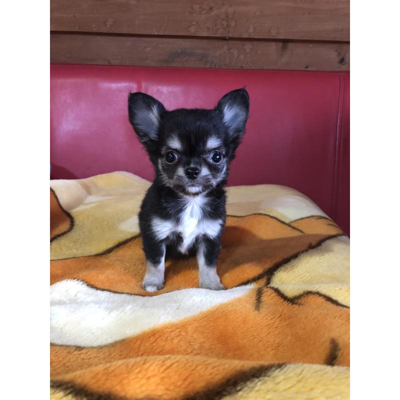 販売中の兵庫県のチワワ(ロングコート)-451390