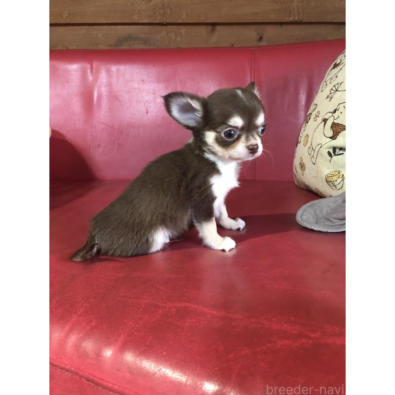 販売中の兵庫県のチワワ(ロングコート)-451391の8枚目