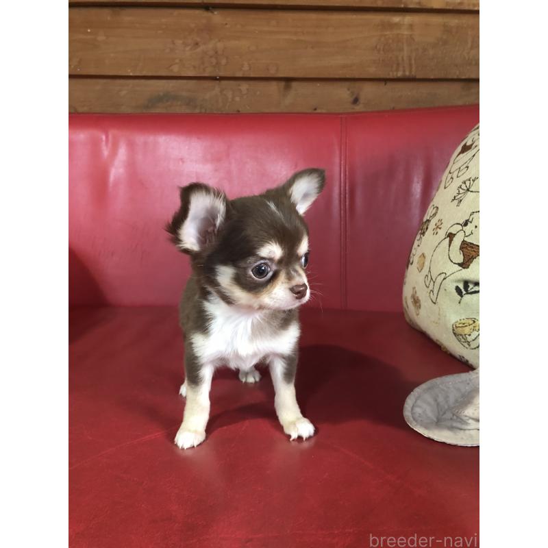 販売中の兵庫県のチワワ(ロングコート)-451391の4枚目