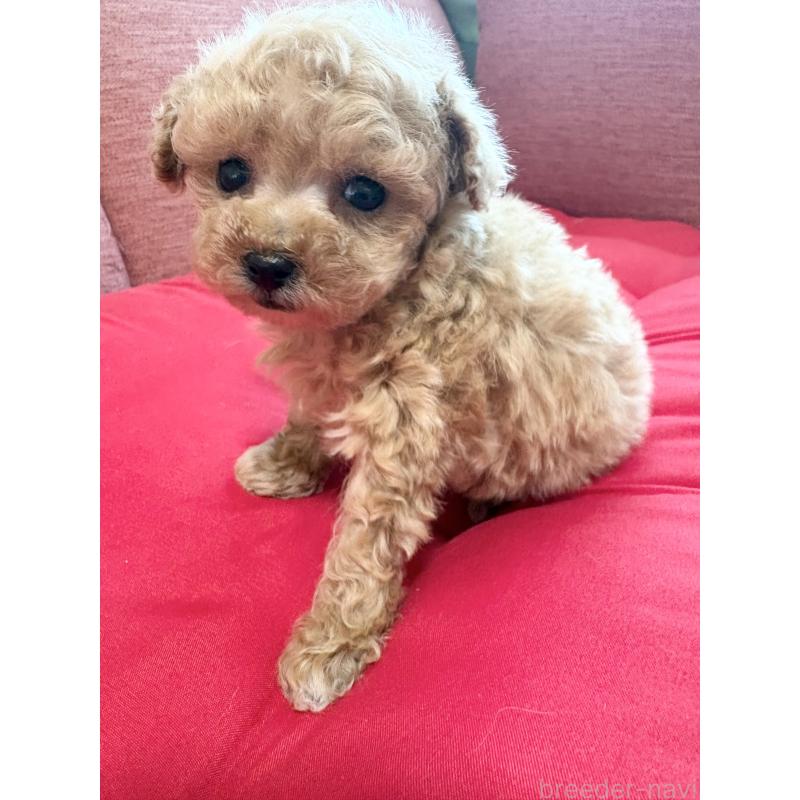 販売中の愛知県のティーカッププードル-451392の15枚目