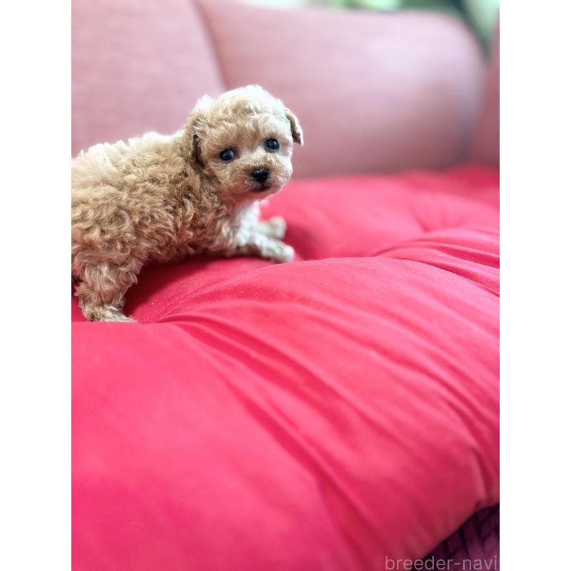 販売中の愛知県のティーカッププードル-451392の9枚目