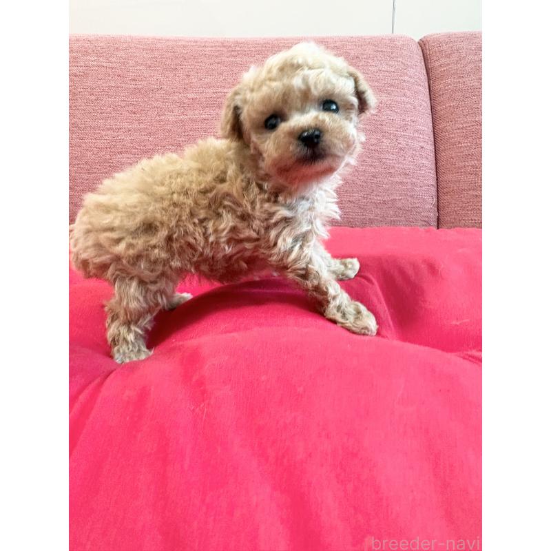 販売中の愛知県のティーカッププードル-451392の8枚目