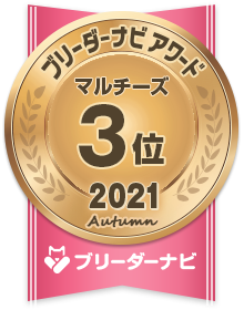 ブリーダーナビ アワード 2021 秋 人気犬種部門_マルチーズ 3位