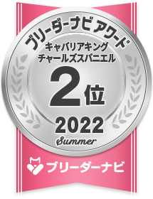 人気犬種部門_キャバリアキングチャールズスパニエル2位