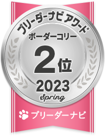 人気犬種部門_ボーダーコリー2位