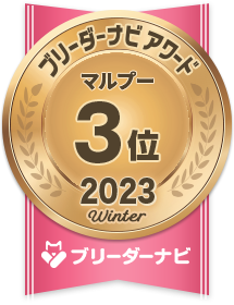 人気犬種部門_マルプー:マルチーズ×トイプードル3位