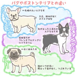 フレンチブルドッグ パグ ボストンテリア 違い