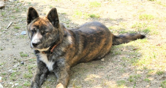 甲斐犬の性格や特徴は？初心者に向けた飼い方も