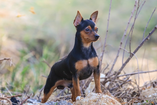 ミニチュアピンシャーの性格や特徴とは？初心者向け飼い方について