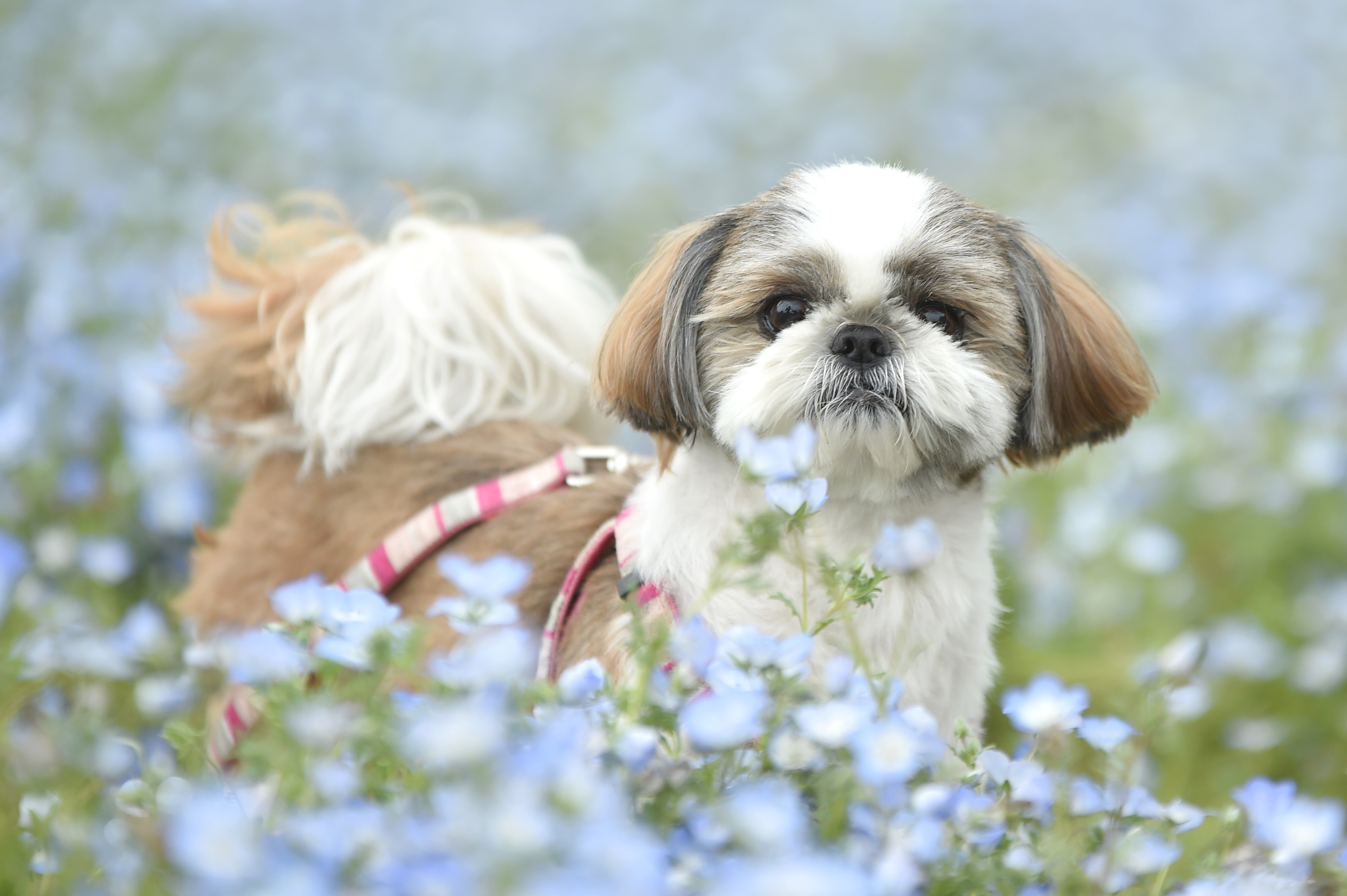 シーズーの性格は？特徴・値段相場・飼ううえでのポイント