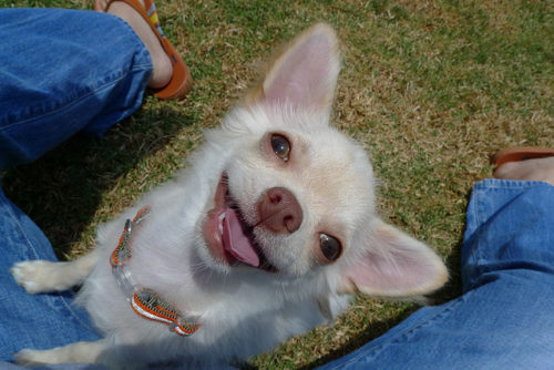 チワワの性格は？特徴や種類・飼い方についても！