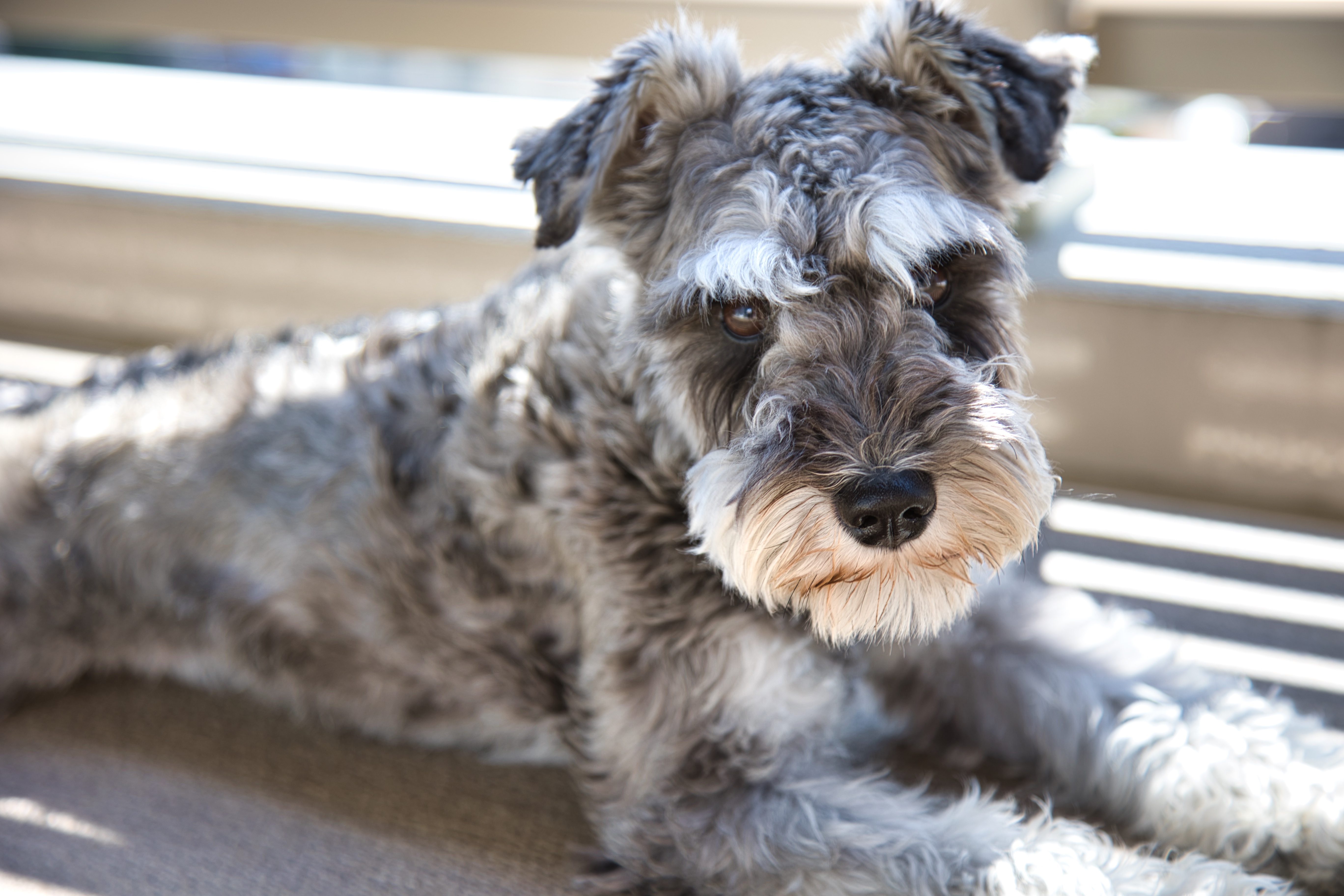 ミニチュアシュナウザーの性格と特徴は？オス・メスで違うの？