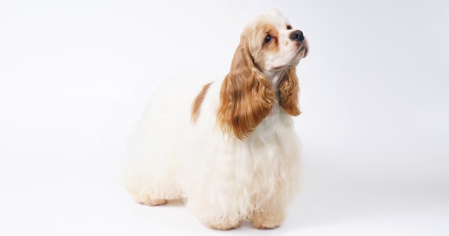 アメリカンコッカースパニエルの性格や特徴は？初心者に向けた飼い方も