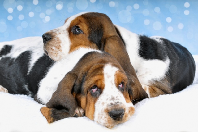 バセットハウンドの飼い方を解説！しつけやお手入れはどうすればいい？