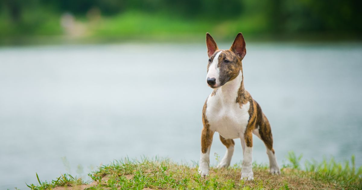 ブルテリアの性格や特徴は？初心者に向けた飼い方も
