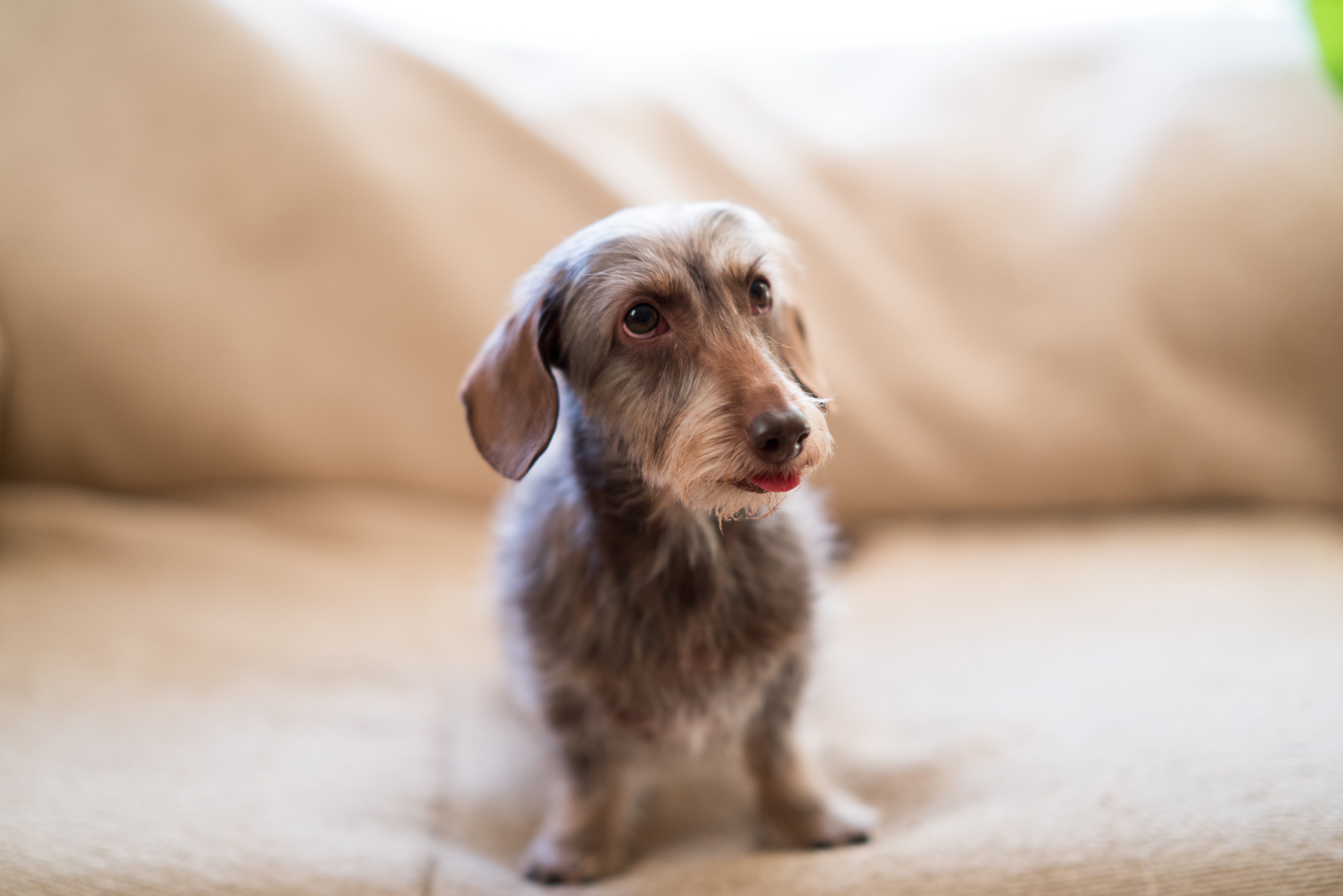 ダックスフンドの性格は？種類や飼い方も解説