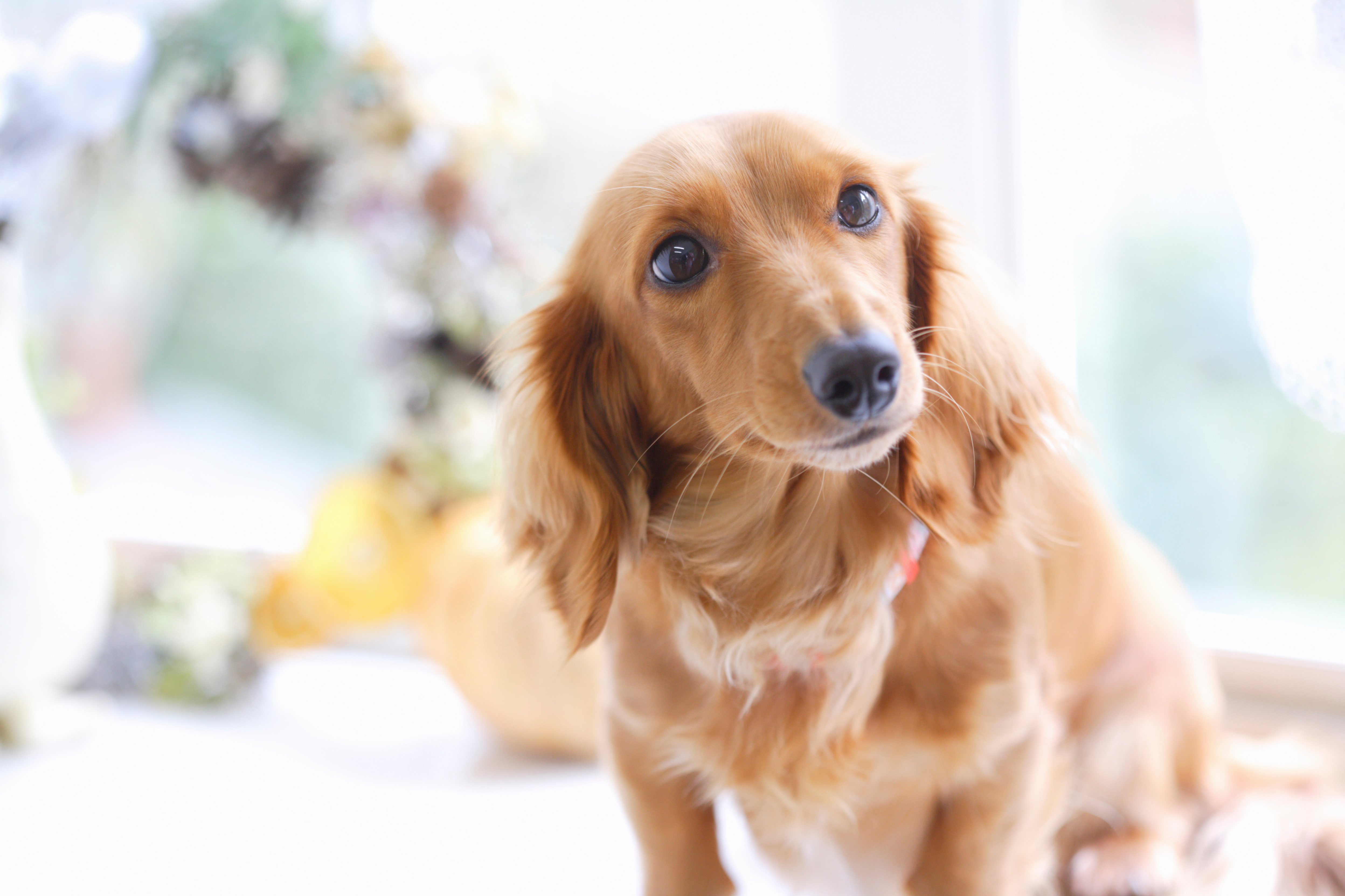 ダックスフンドの性格は？種類や飼い方も解説