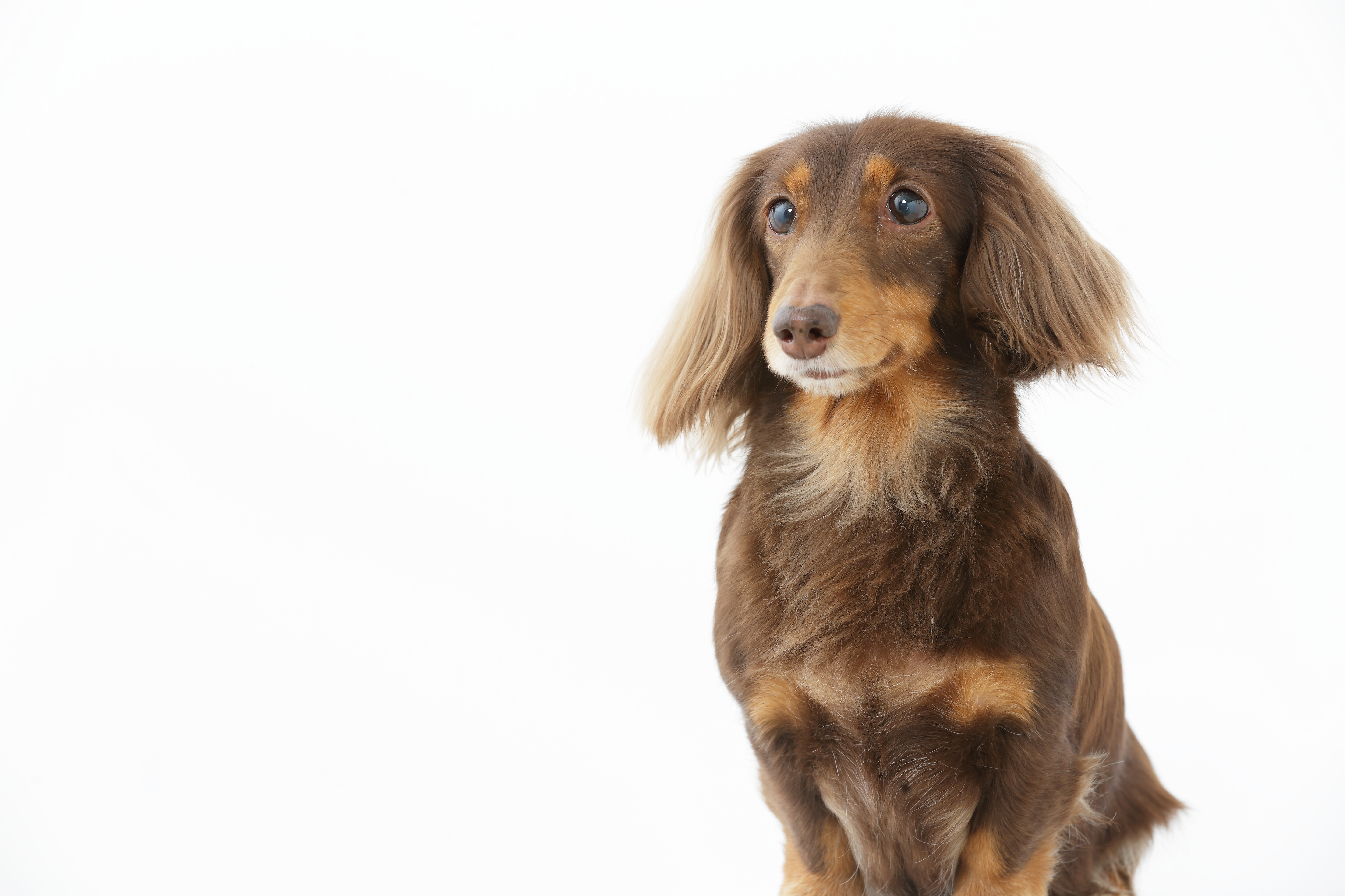 ダックスフンドの性格は？種類や飼い方も解説