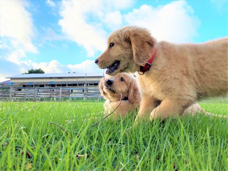 ゴールデンレトリーバー