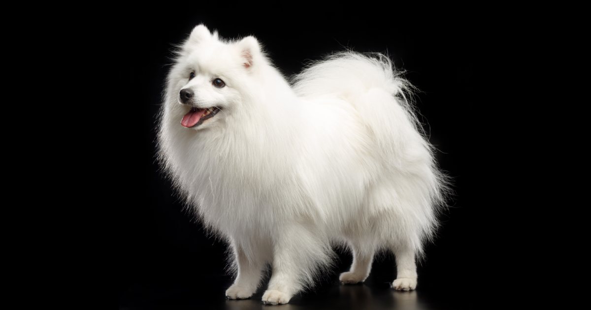 日本スピッツの性格や特徴は？初心者に向けた飼い方も