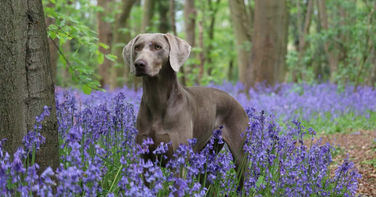 ワイマラナーの性格や特徴は？初心者に向けた飼い方も