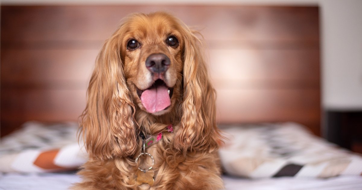 イングリッシュコッカースパニエルの性格や特徴は？初心者に向けた飼い方も