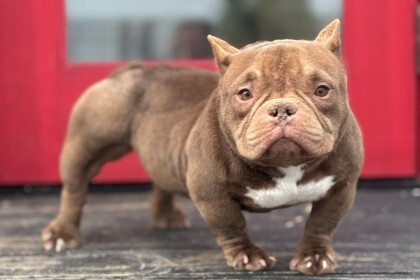 大分県でエキゾチックブリーの子犬を探す